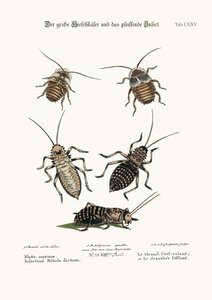 The Greater Cockroach, and the Whistle Insect, 1749-73